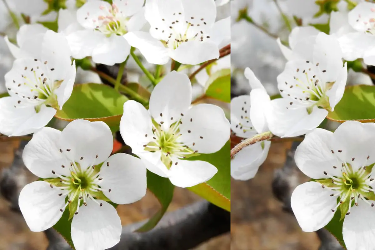 Pyrus
