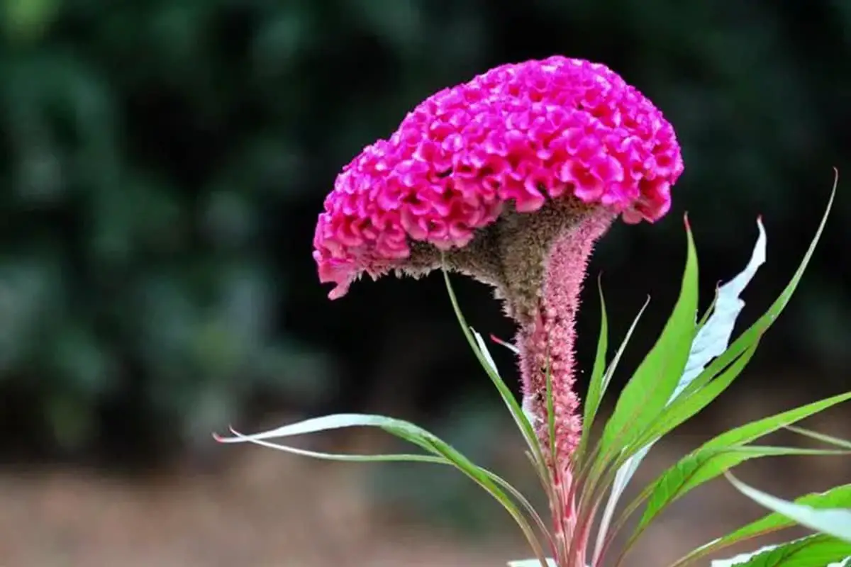 Celosia cristata