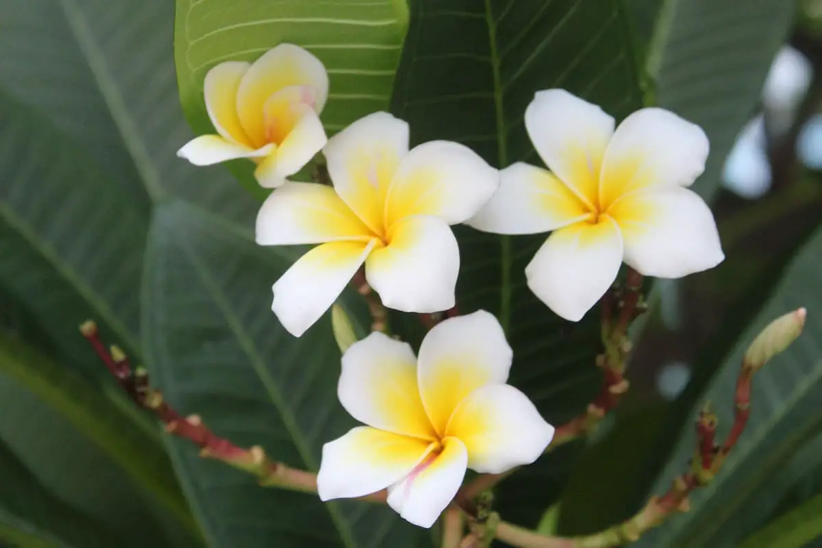 Meer informatie over de Plumeria Rubra: basis, soorten, groei en verzorging, waarde en meer