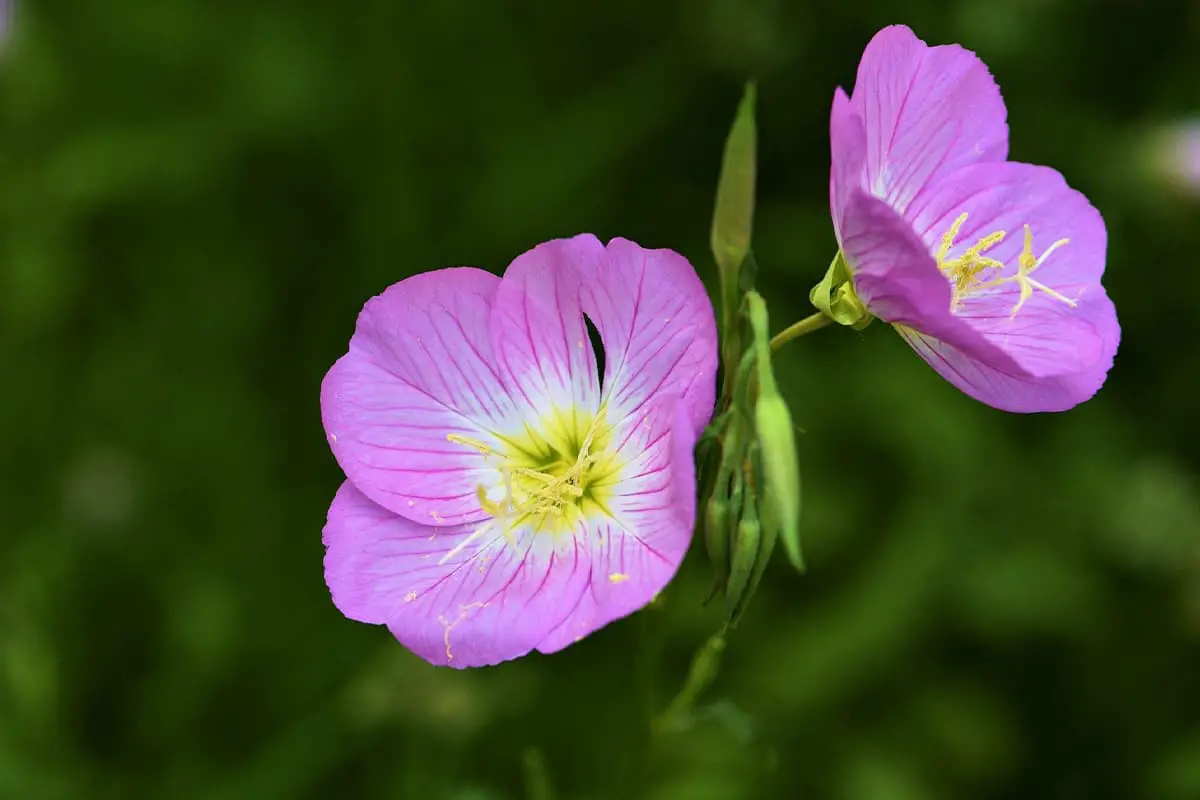 Oenothera speciosa