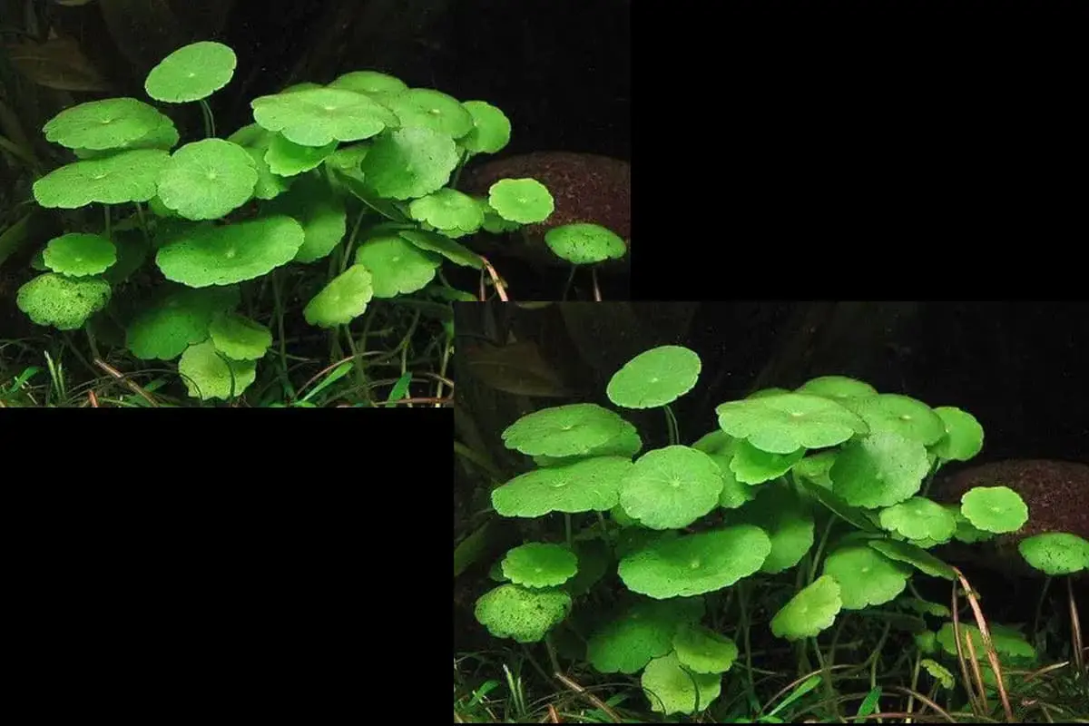 Hydrocotyle vulgaris