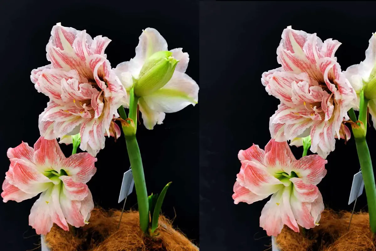 Hippeastrum rutilum
