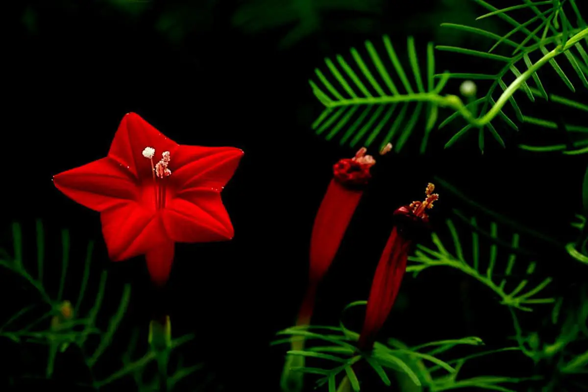 Ipomoea Quamoclit