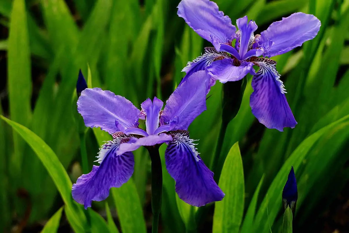 Iris Germanica