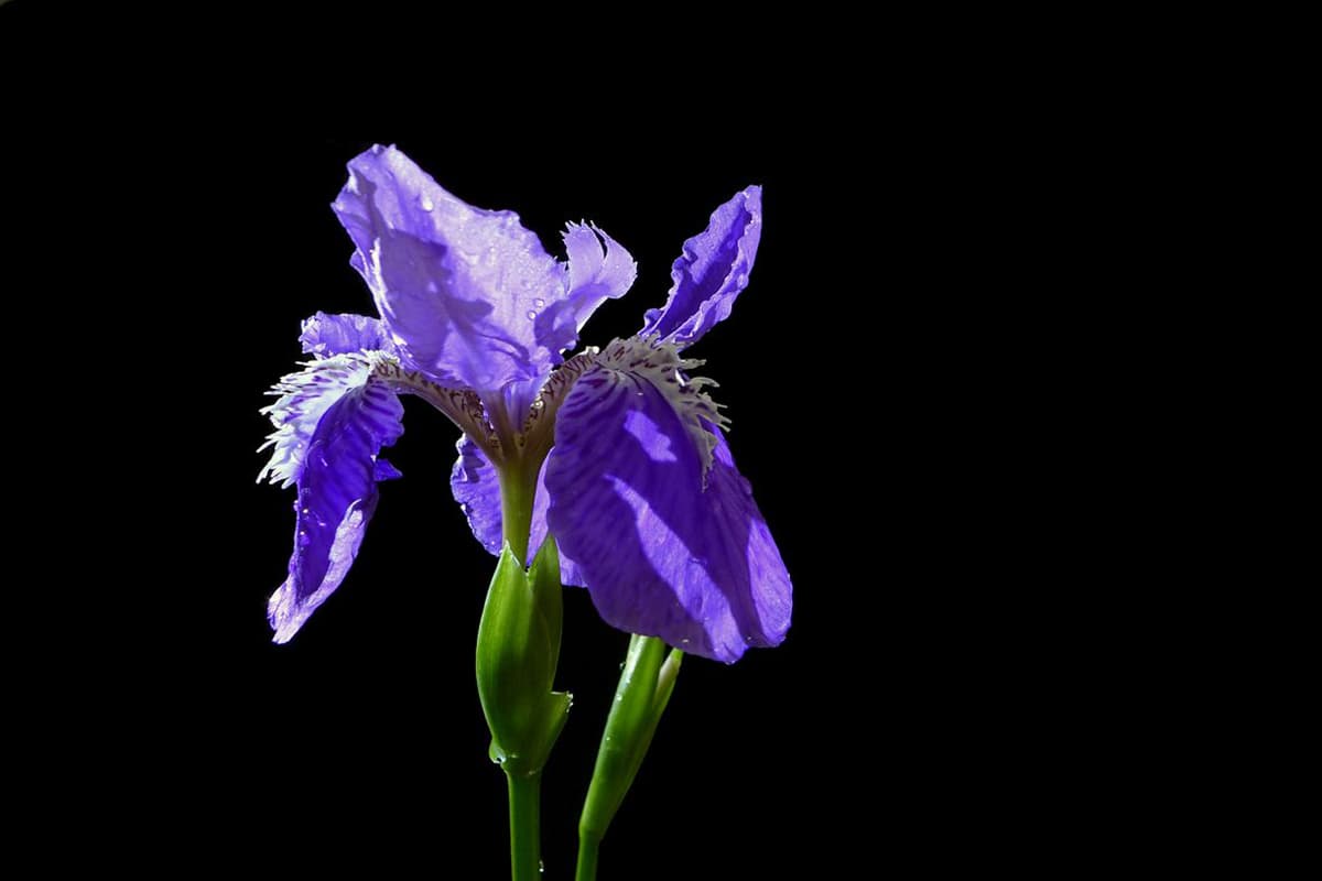 Iris Tectorum