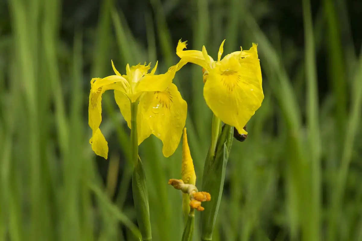 Iris Wilsonii