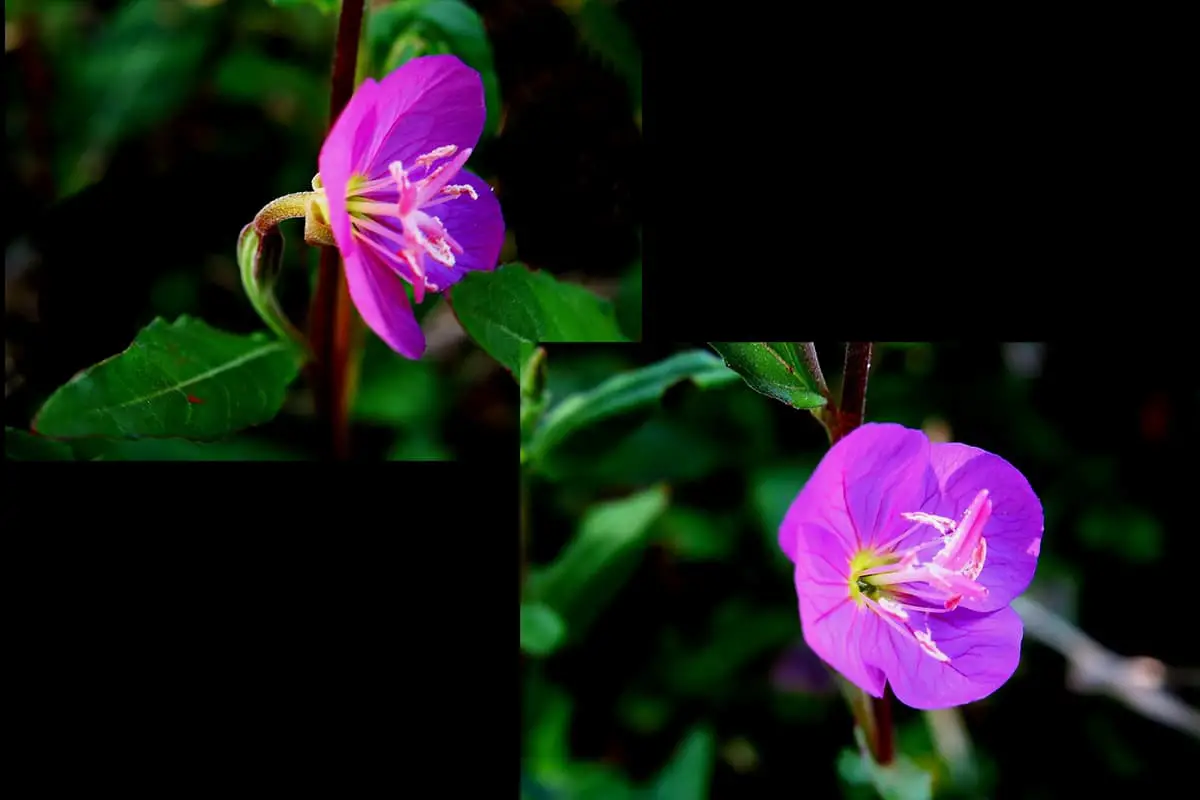 Oenothera Rosea