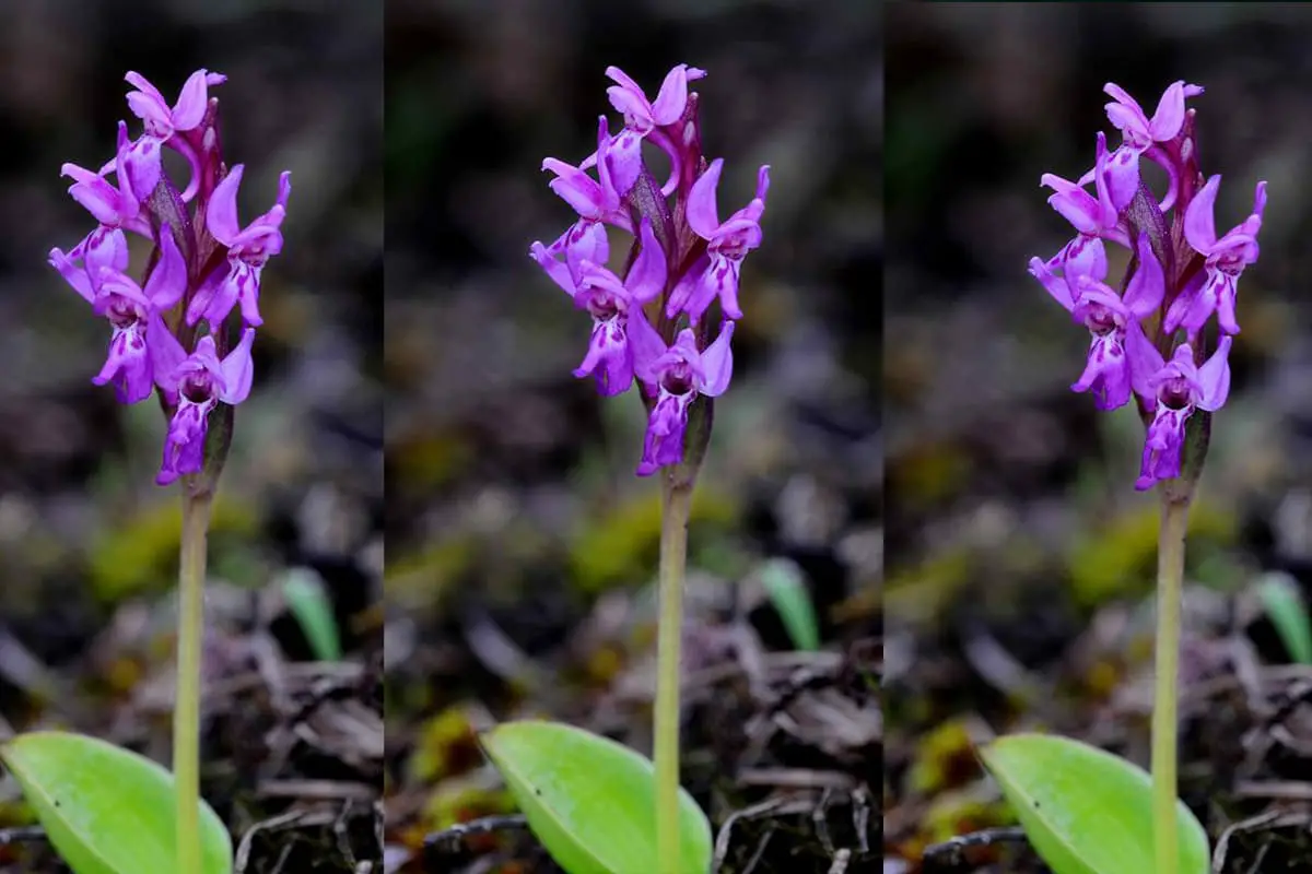 Orchis Chusua