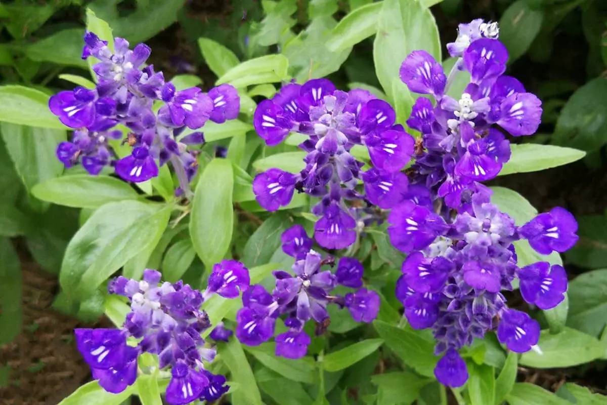 Salvia Farinacea