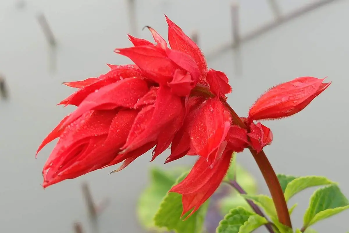 Salvia Splendens