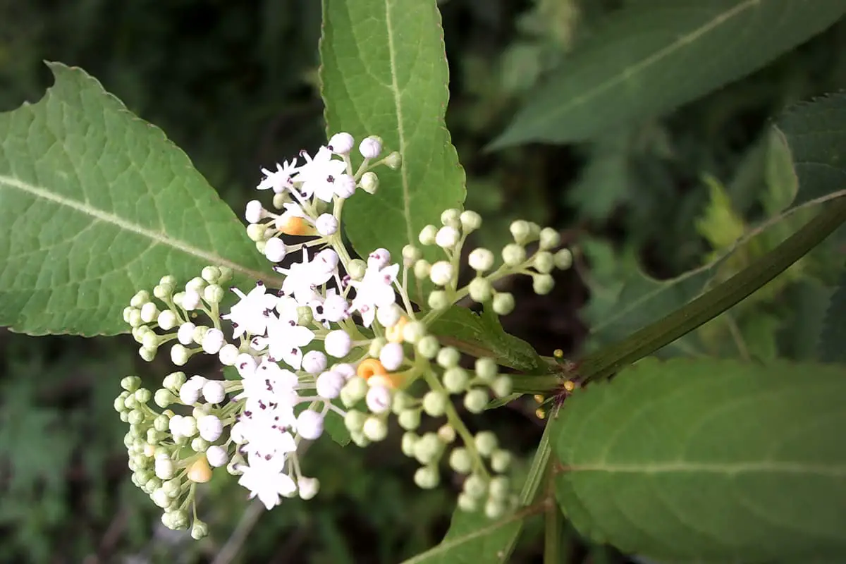 Sambucus Javanica