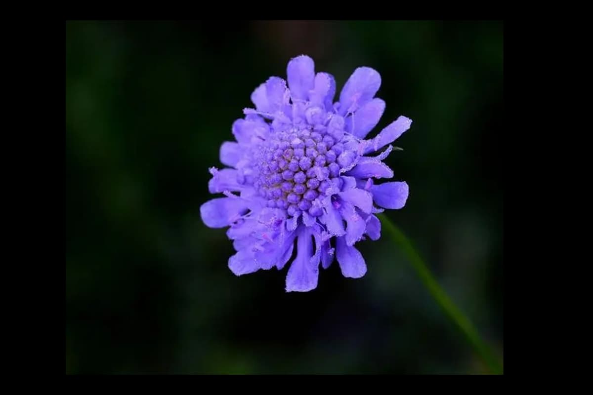 Scabiosa Comosa