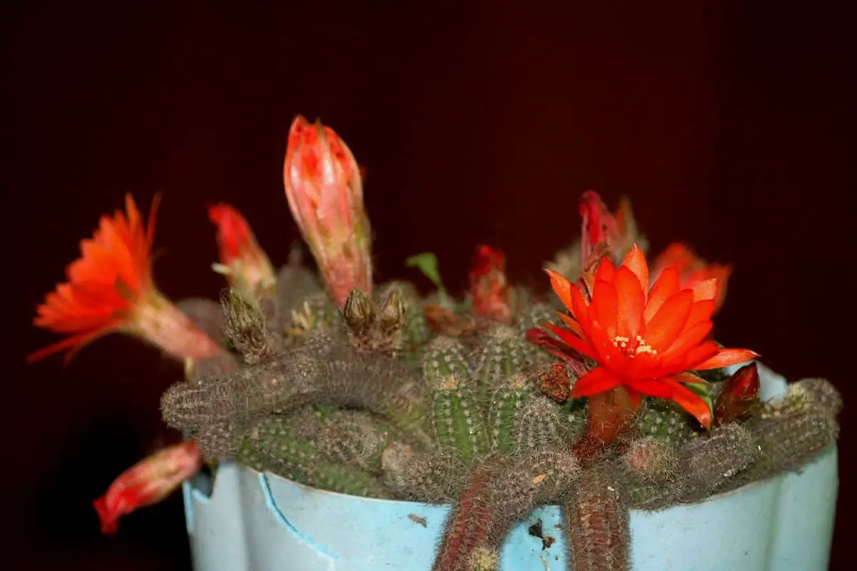 Schlumbergera Bridgesii