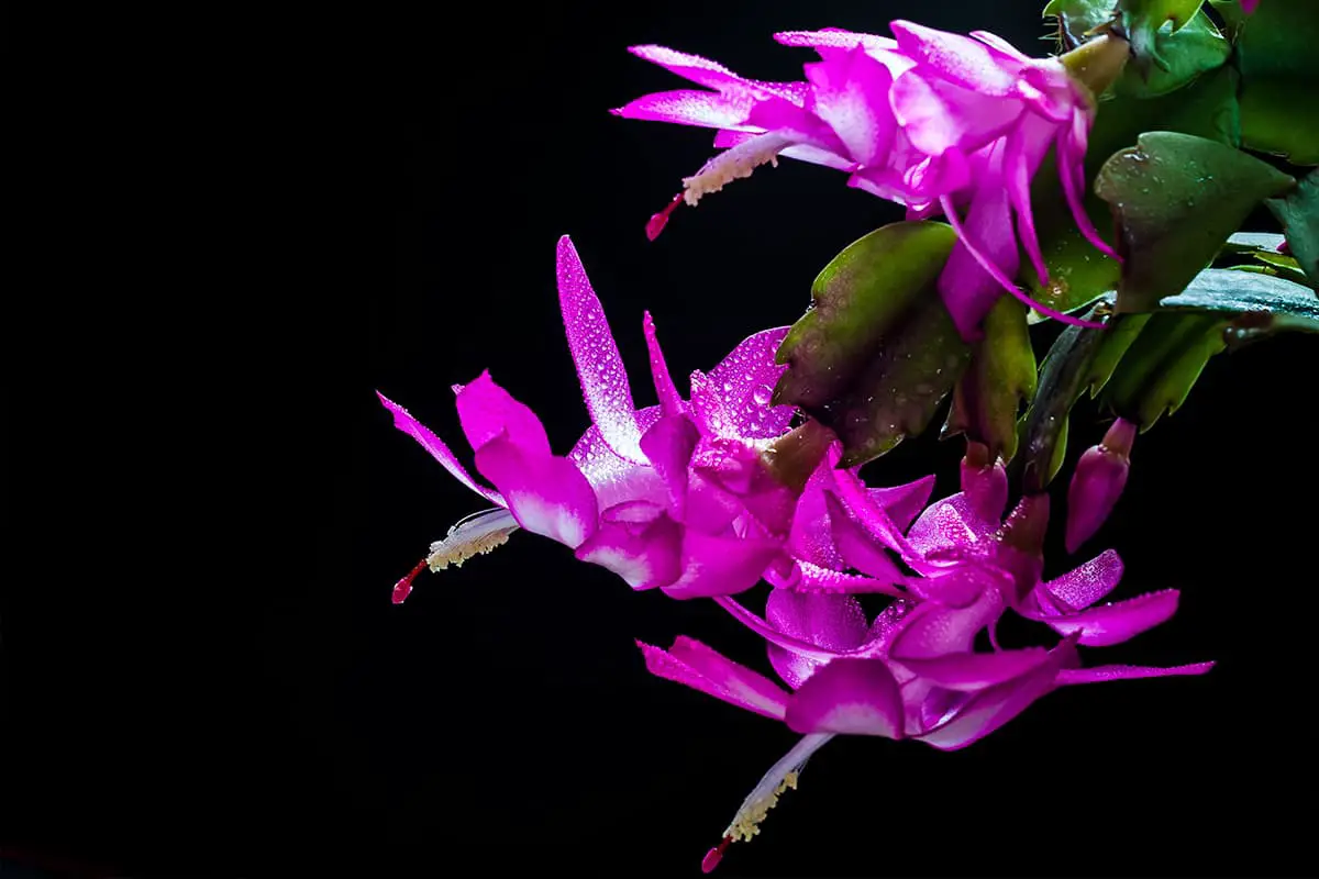 Schlumbergera Truncata 