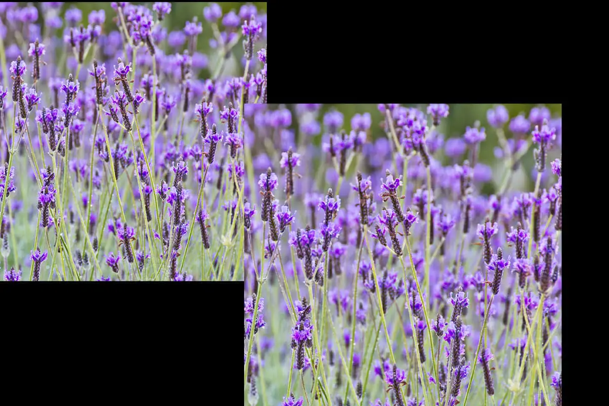 Spaanse lavendel 