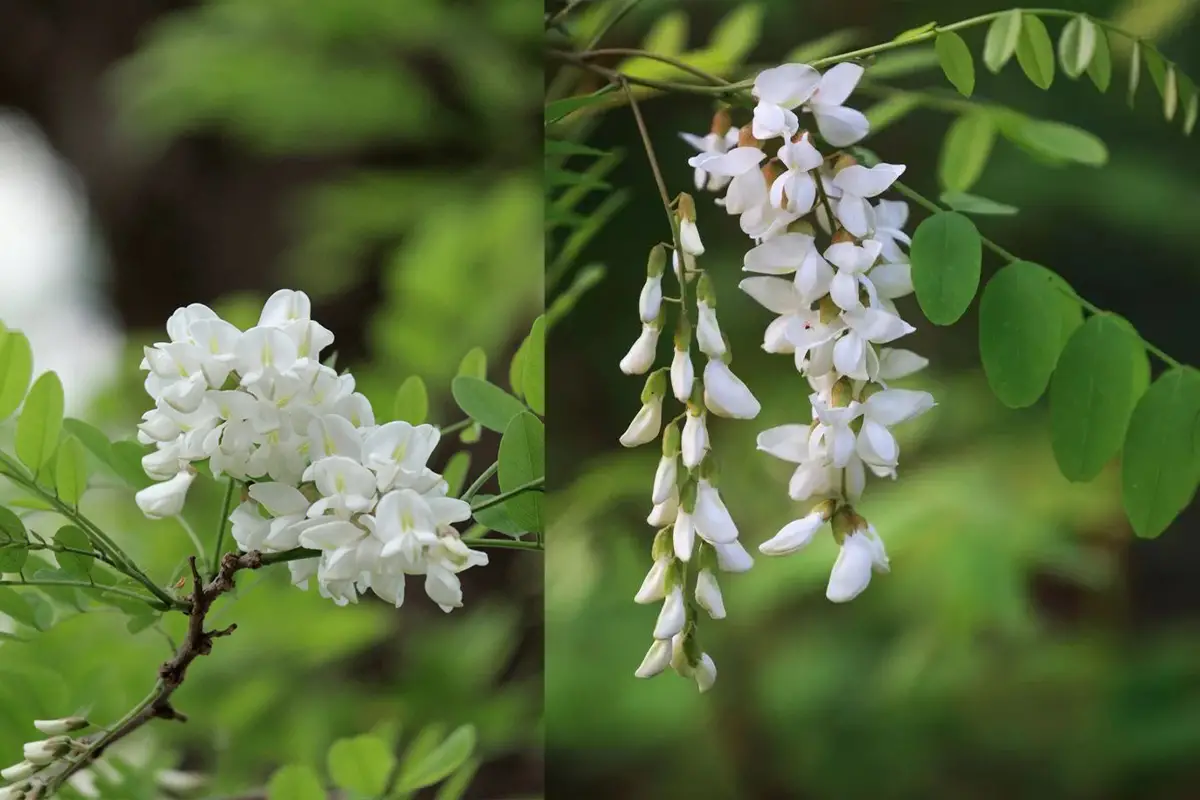 Sophora japonica