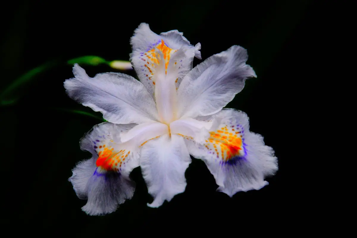 Iris Japonica