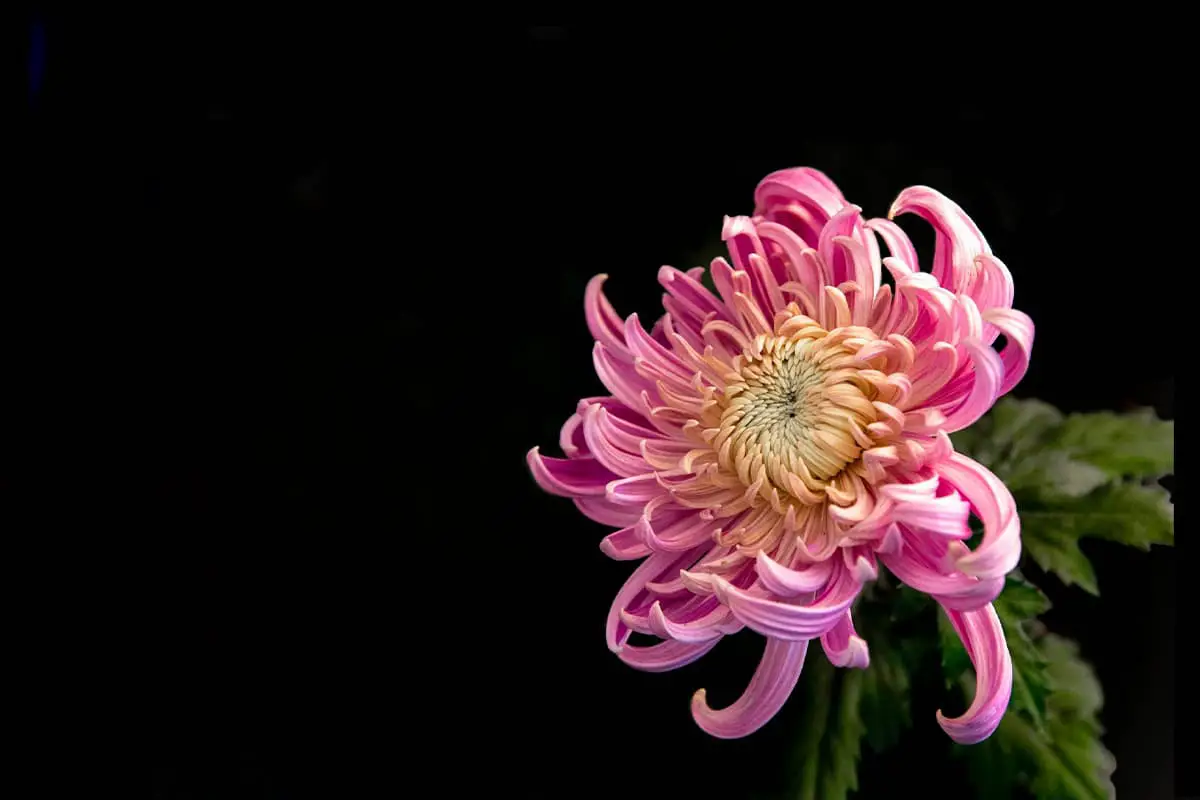 Chrysanthemum Symbolism Unveiled Discover Significance in Various Petal Shades FlowersLib