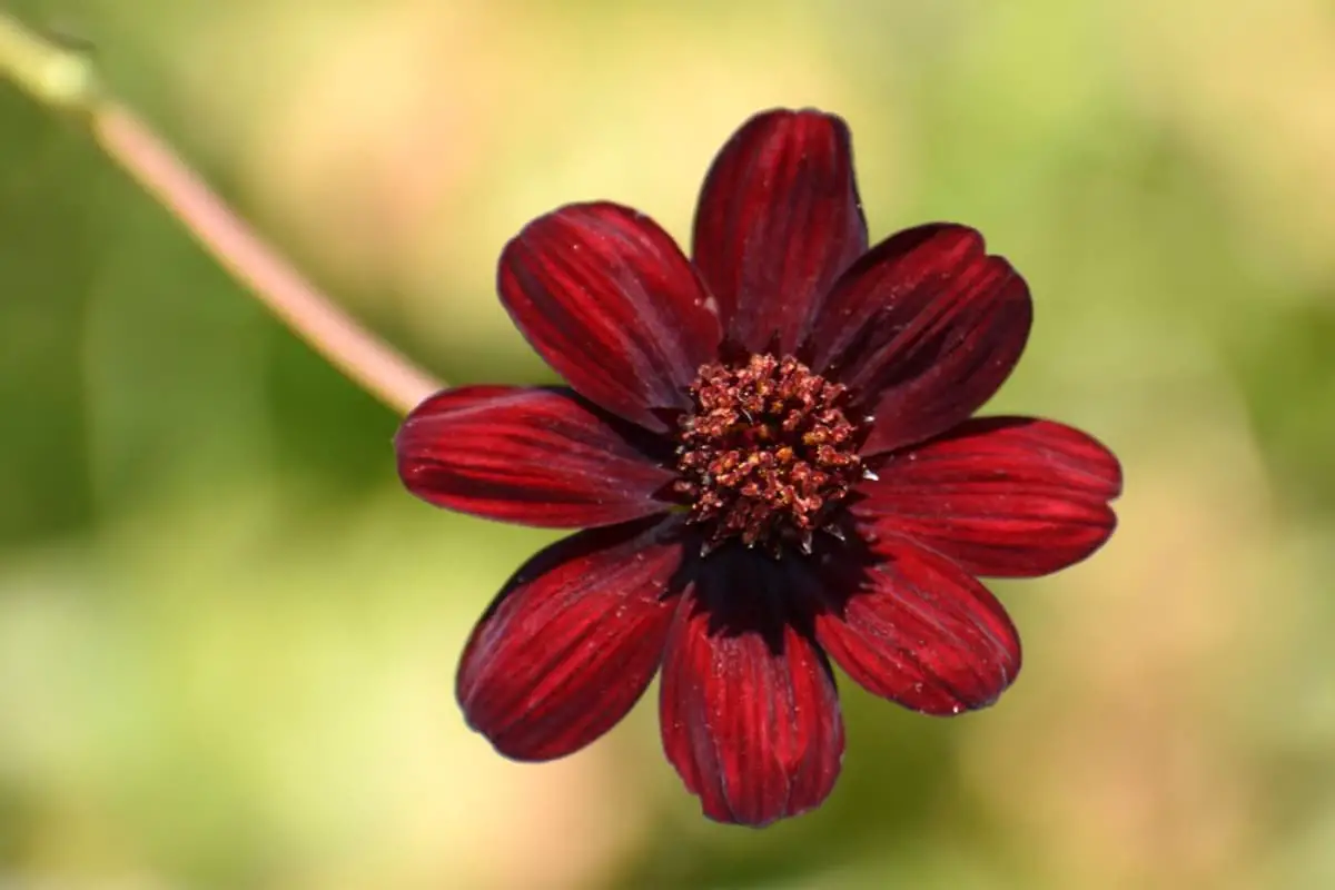 Learn About the Chocolate Cosmos: Basics, Growth and Care