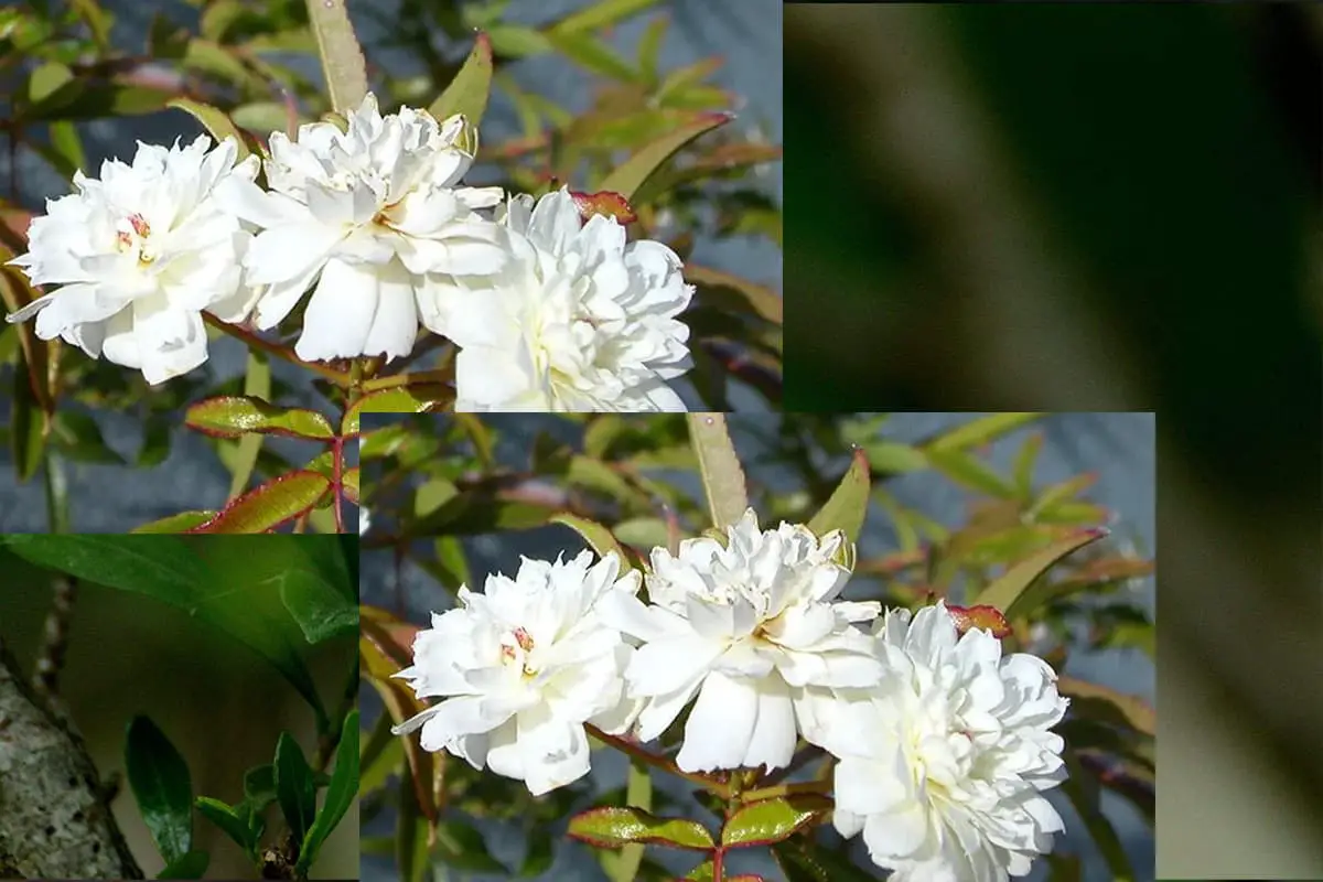 Sweetshrub