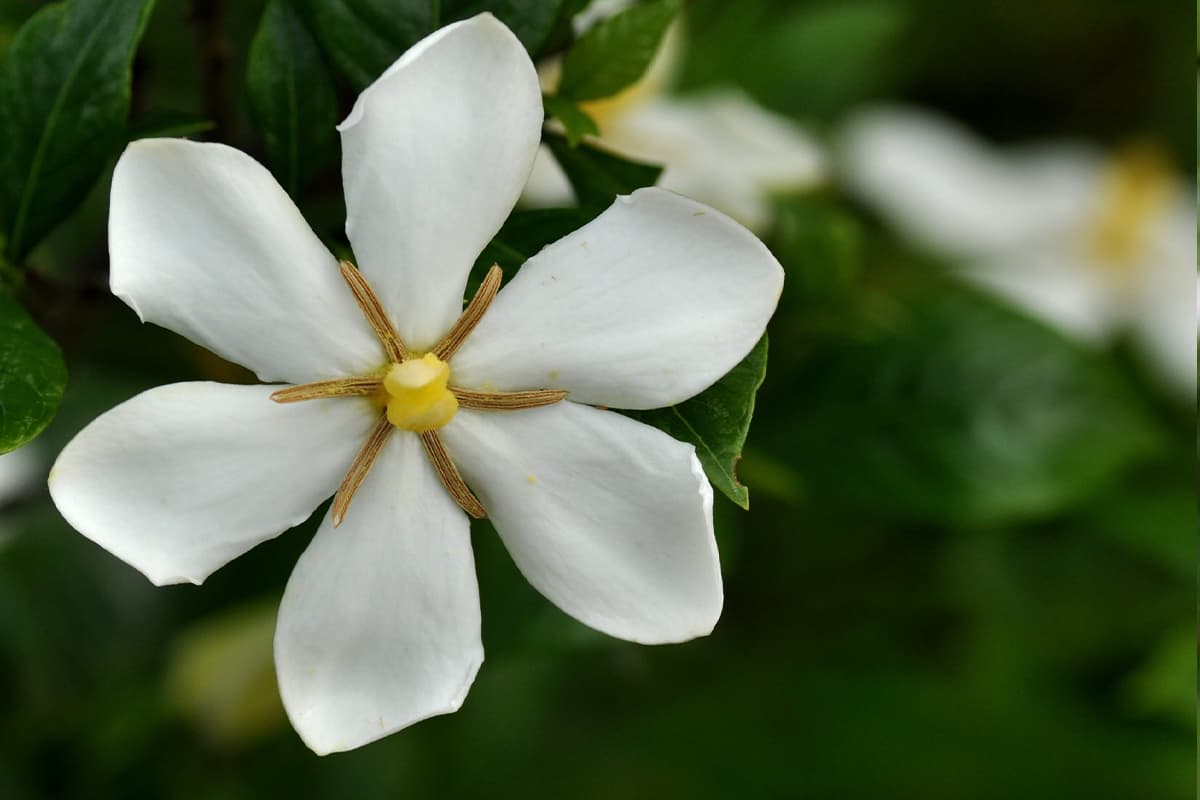 Gardenia