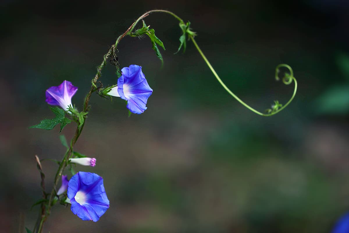 Morning Glory