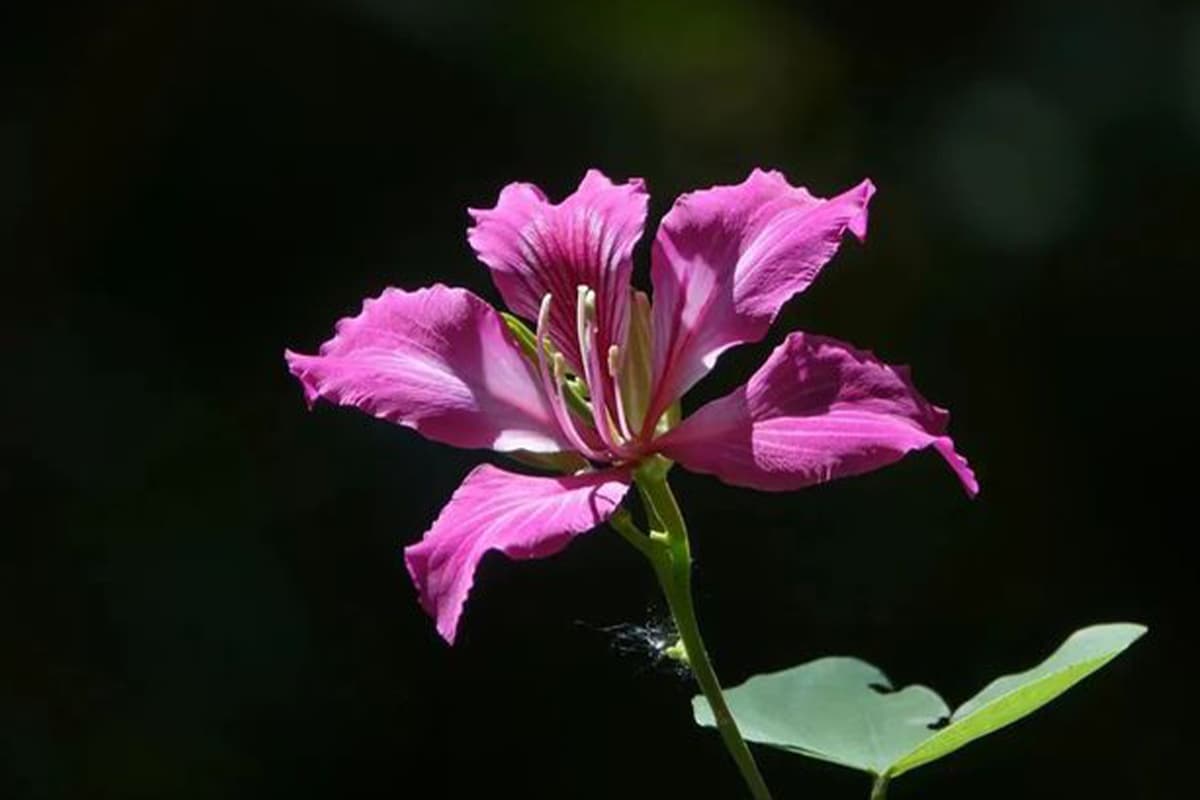 Bauhinia Purpurea