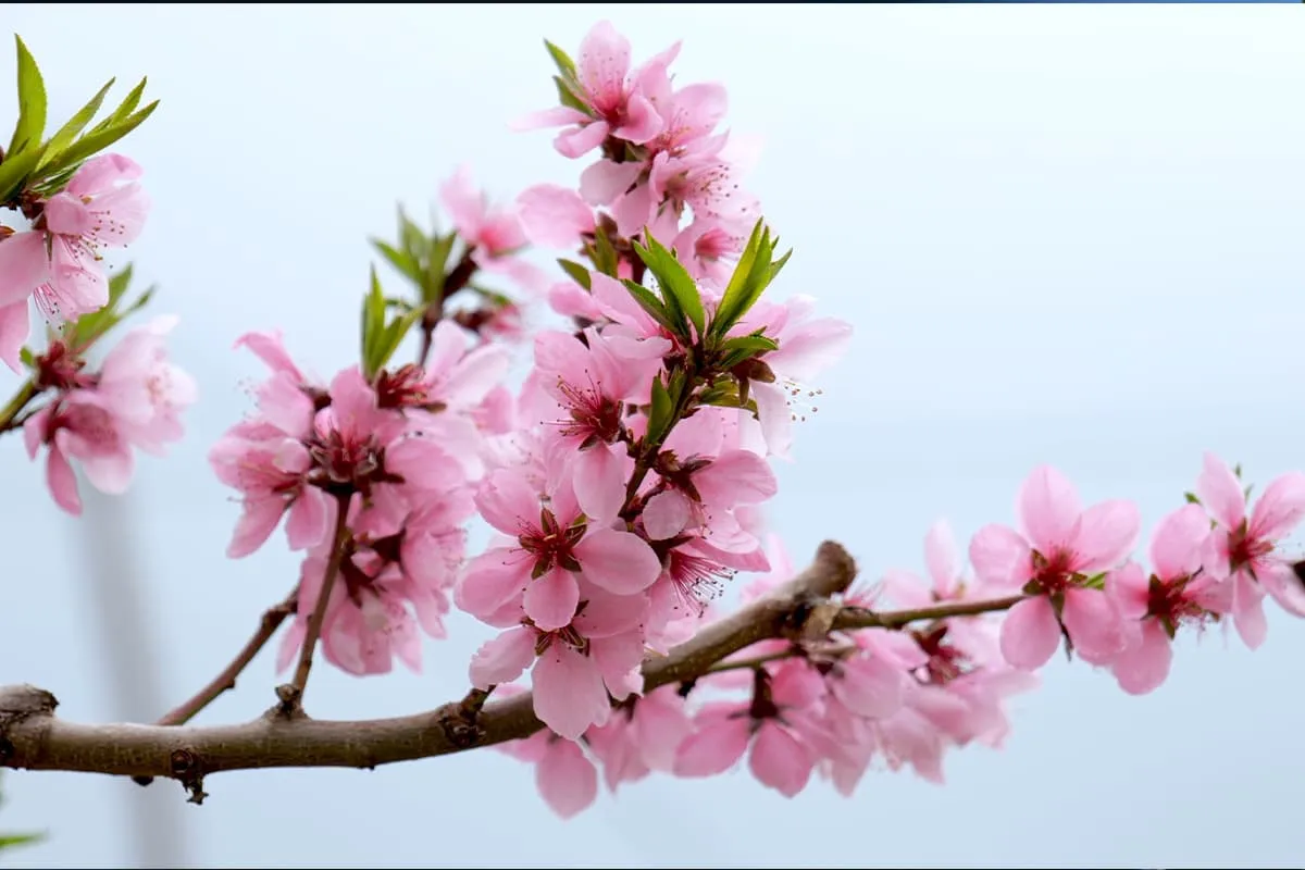 Learn About The Peach Blossom: Basics, Types, Growth & Care, Value and More