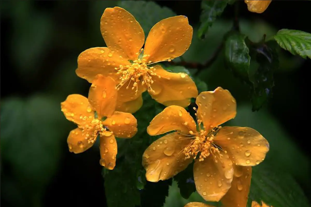 Kerria japonica