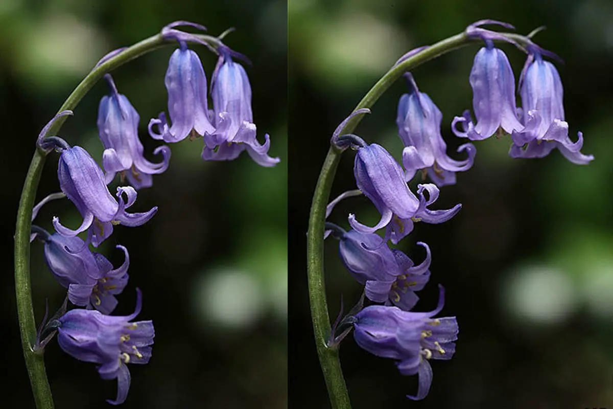 Campanula medium