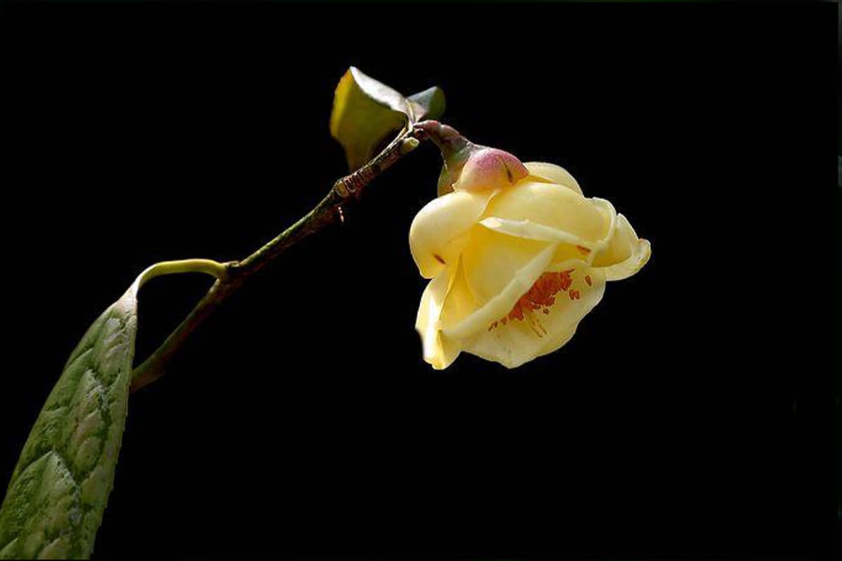 Golden Flower Tea