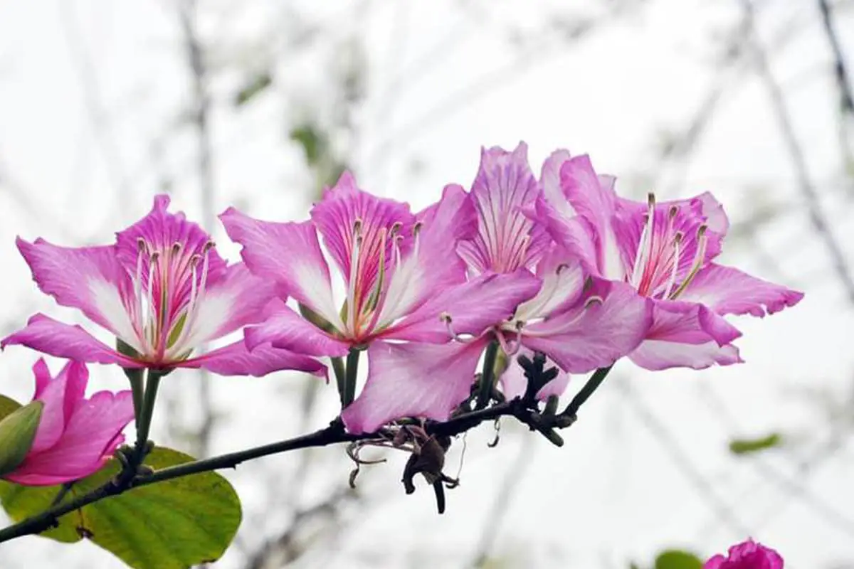 Bauhinia Purpurea