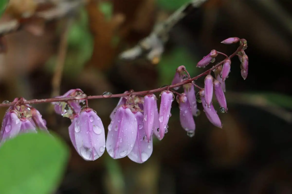 Indigofera Kirilowii 