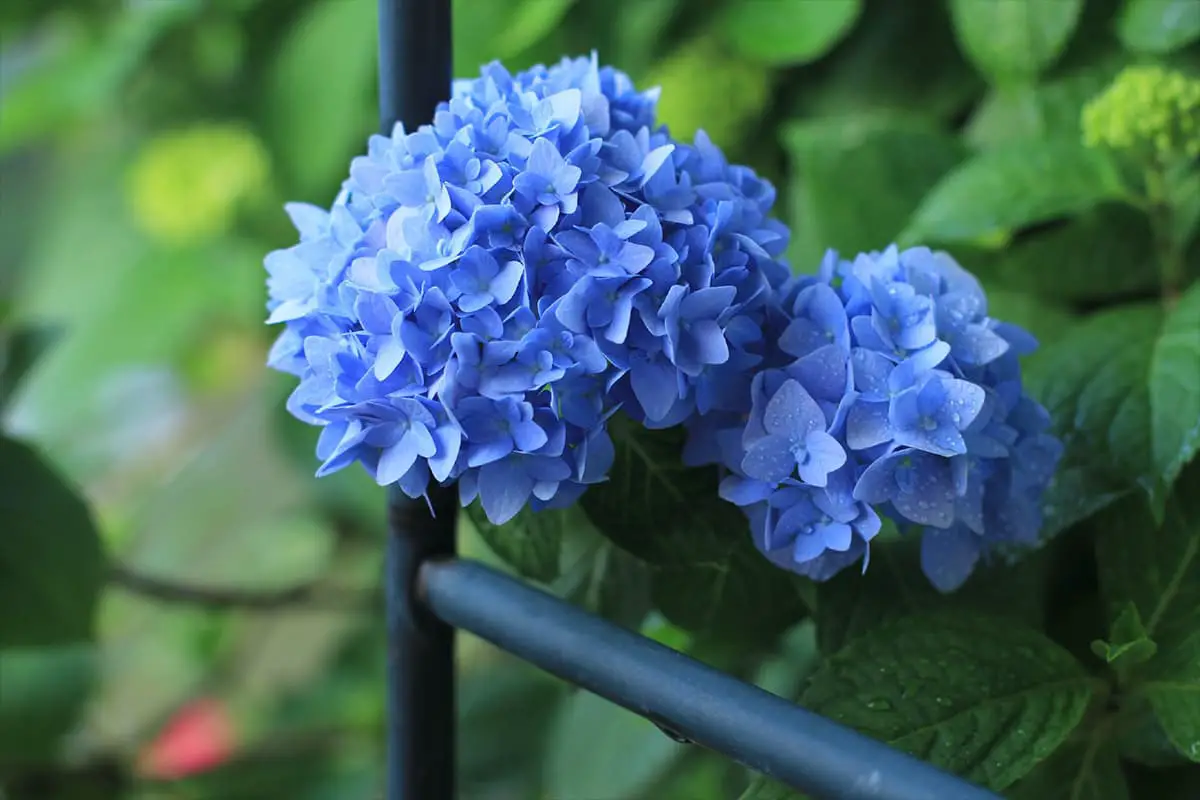 Hydrangea macrophylla