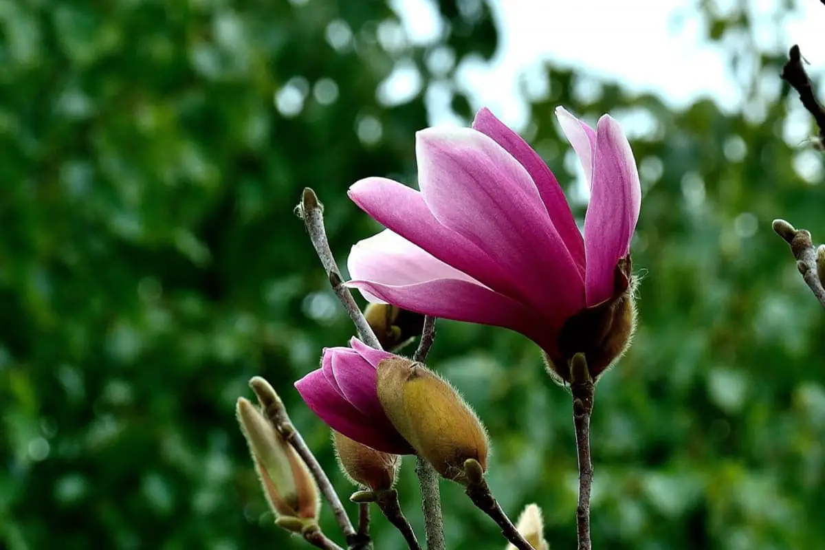 Yulania liliiflora