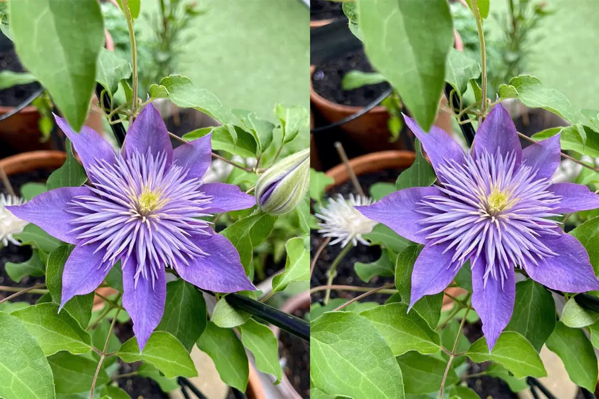 Clematis florida