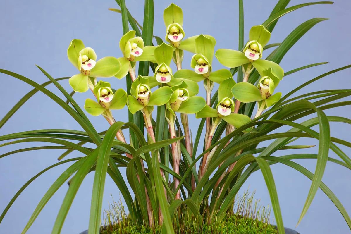 Freudiger Morgen Pflaumenblüte