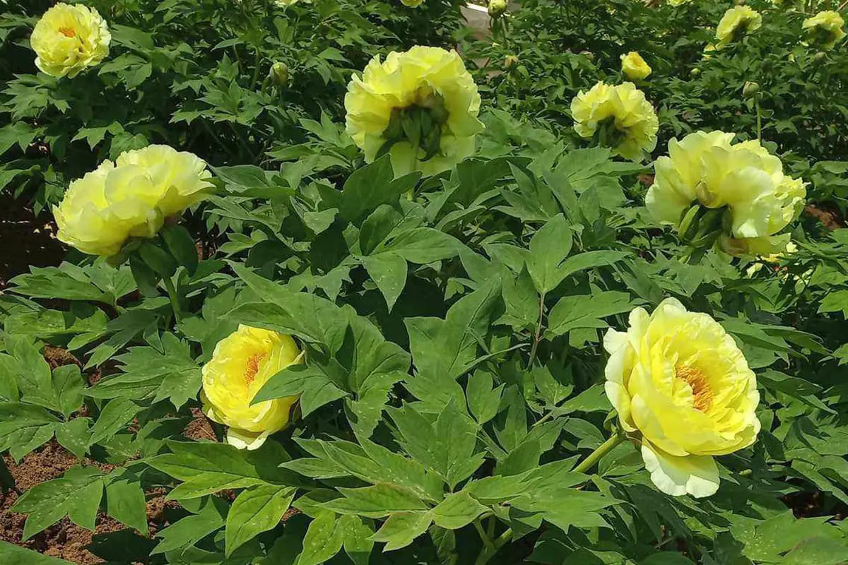 Gioiko Cerasus serrulata