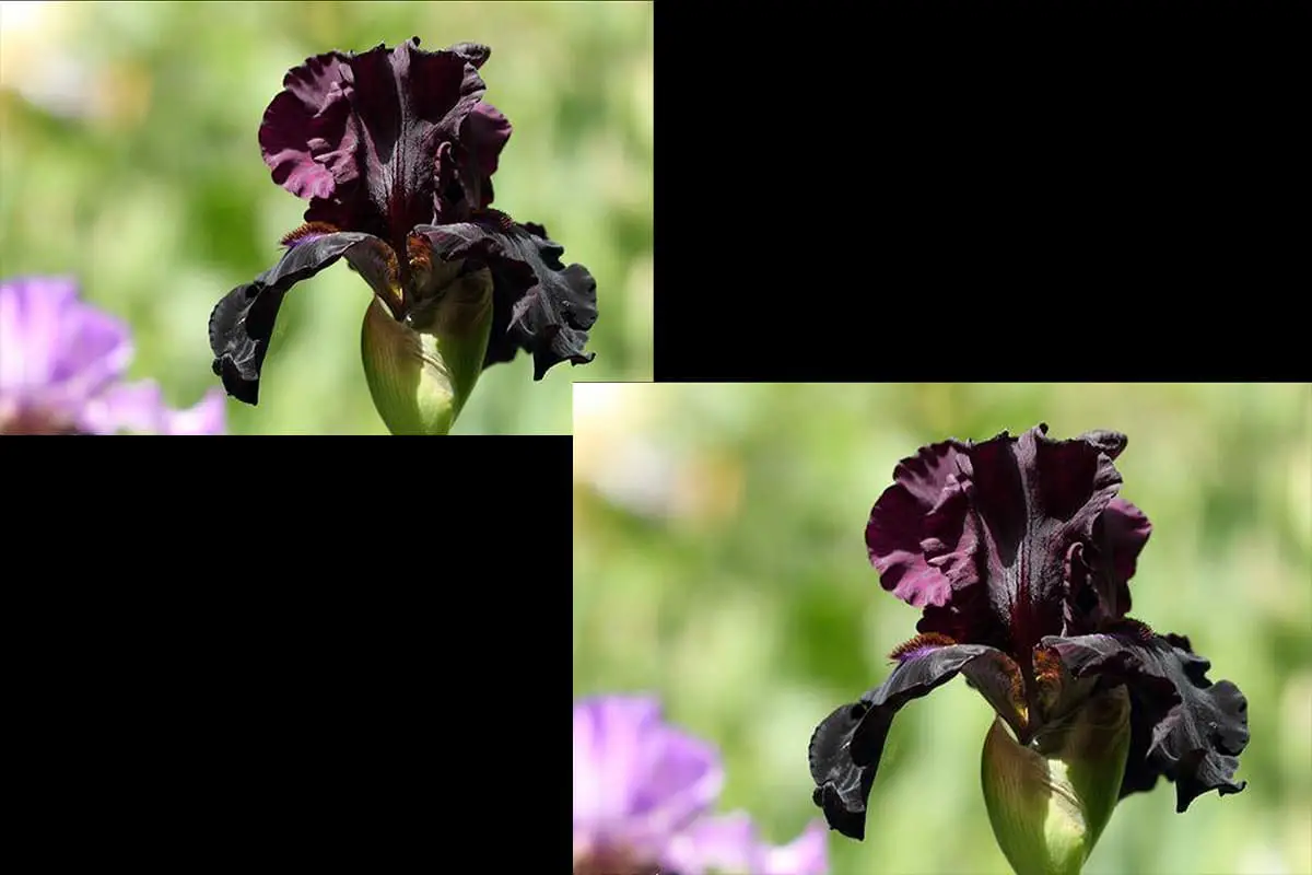 Iris nigricans