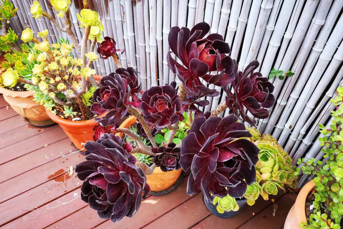 Aeonium arboreum