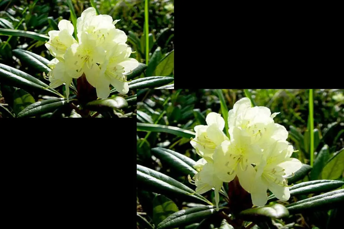 Rhododendron aureum