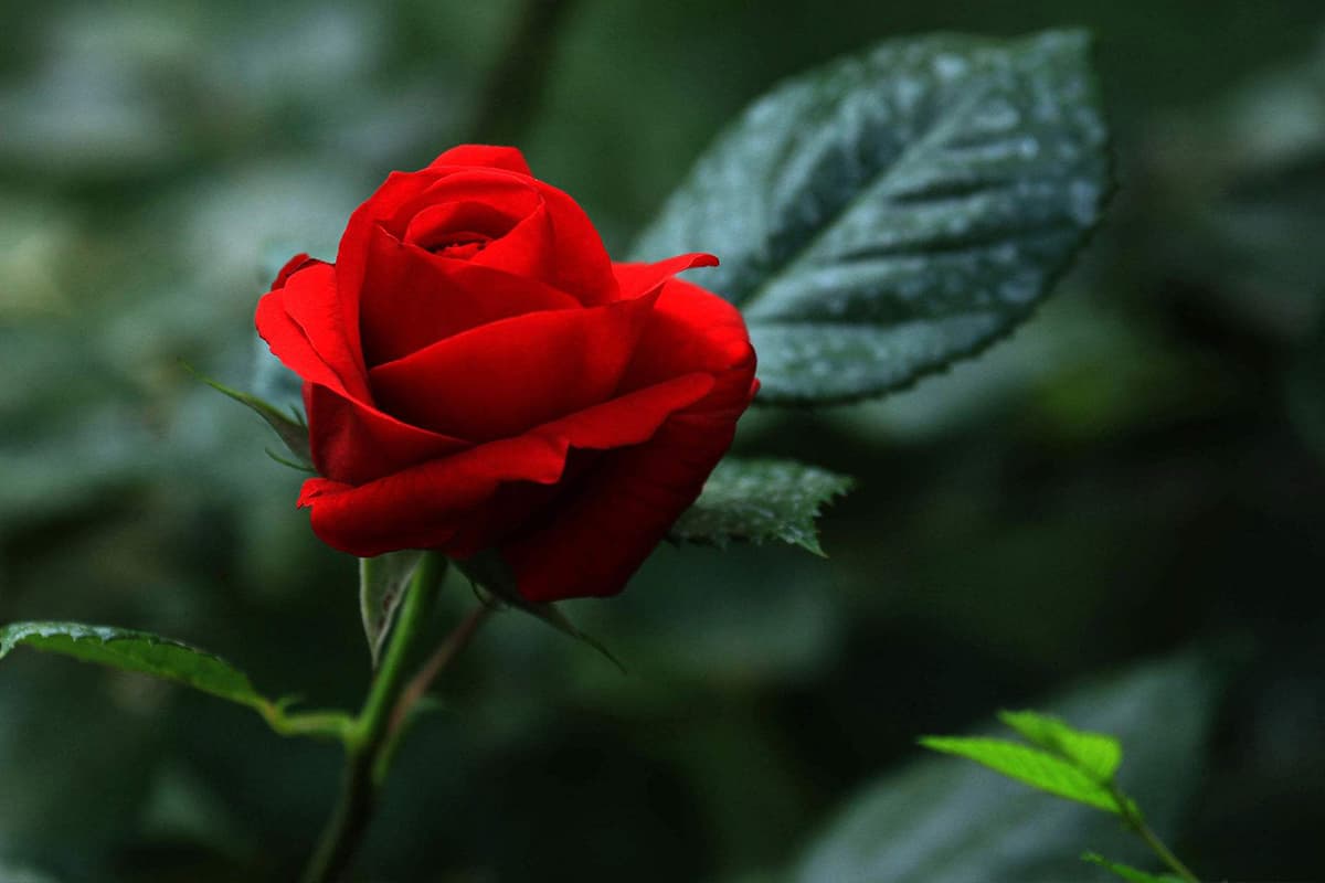 Romantische, von Rosen inspirierte Copywriting-Ideen