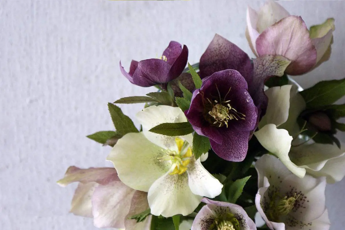 Hellebore Christmas Rose Care Guide FlowersLib
