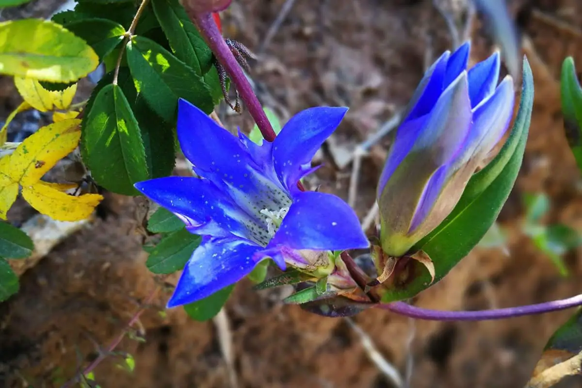 Gentiana scabra Bunge