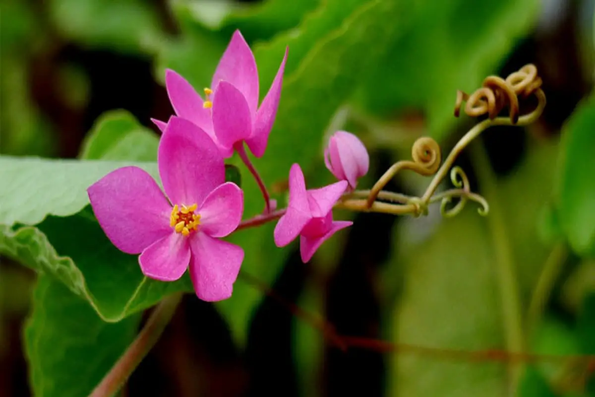 Antigonon leptopus