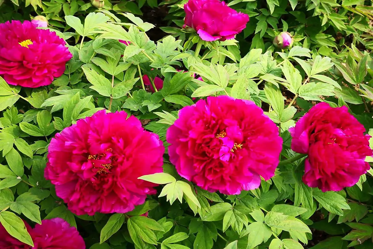 Paeonia suffruticosa