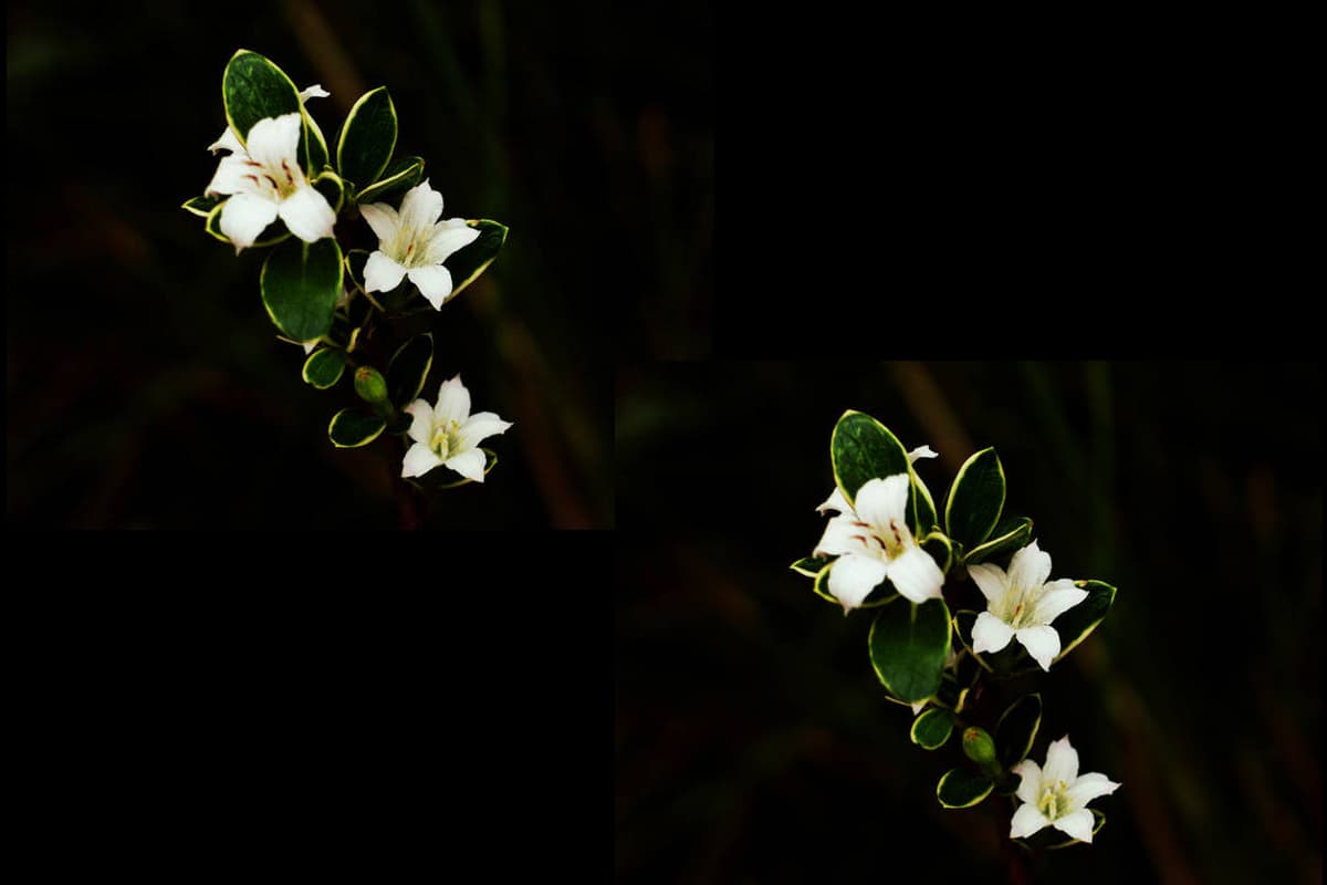 Serissa foetida