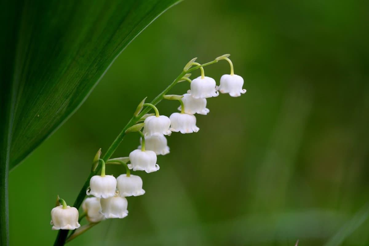 Convallaria majalis