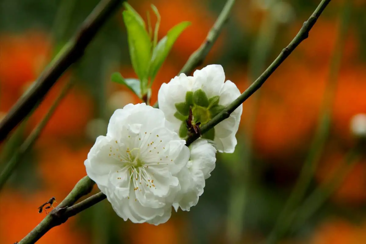 Prunus persica