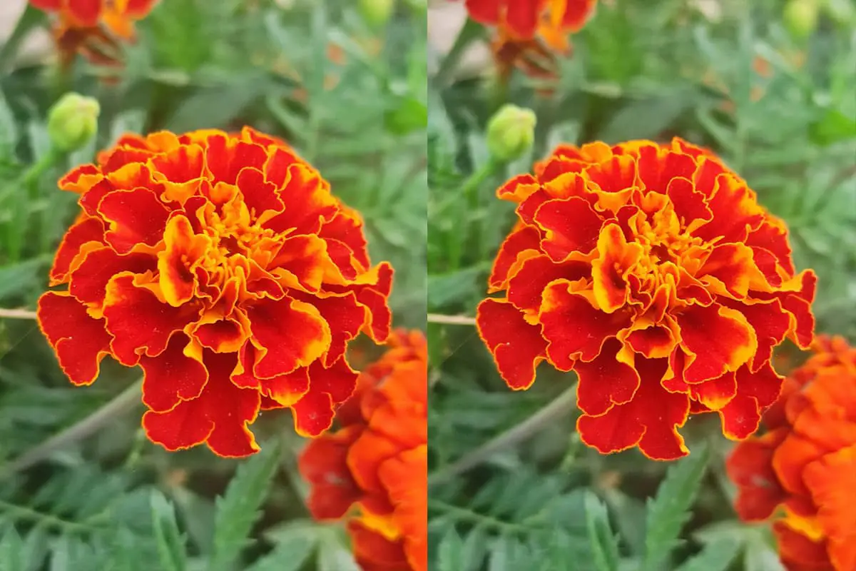 Tagetes patula